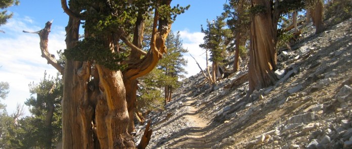 Panorama along the Sky High trail en route to San Gorgonio