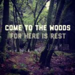 Come to the Woods, for Here is Rest - John Muir