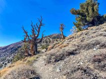 Ancient Bristlecone pines