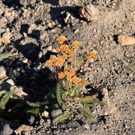 Wildflowers on Belknap Crater
