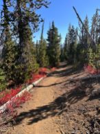 Blazing "fireweed" as we approach the end of the hike