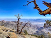 Bristlecone pines with Death Valley behind them