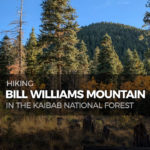 Hiking Bill Williams Mountain
