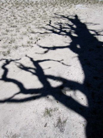 Pine Tree Shadow