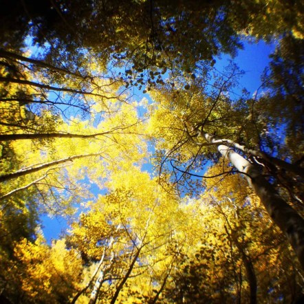 Looking through the Aspen to the sky