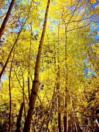 Fall Color in SoCal's Aspen Grove