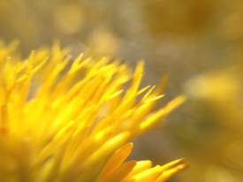Yellow wildflowers