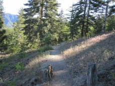 Angelus Oaks trail