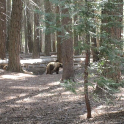 Bear in Little Yosemite Valley