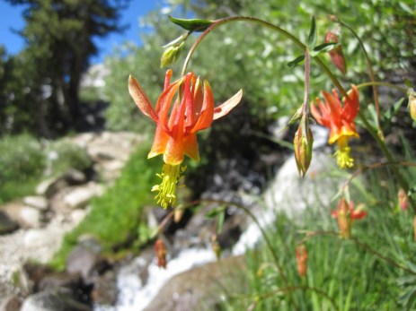 More Wildflowers on the JMT