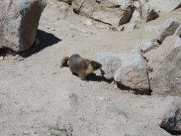 Marmot on Forester Pass