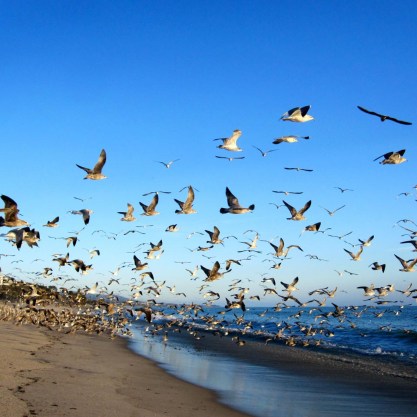 Birds at Doheny State Beach