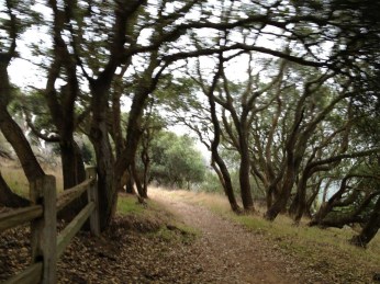 Shady woods on the north side of Angel Island
