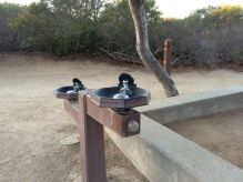 Drinking fountains at the trailhead