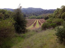 Neighboring vineyards