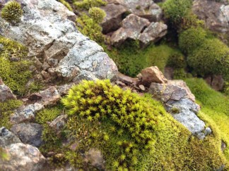 Moss on Bald Mountain