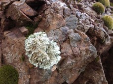 Lichen on Bald Mountain