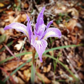 Wild Iris blooming