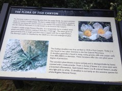 Flora of Fish Canyon