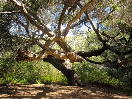 Majestic oak trees