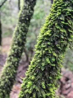 Feathery moss grows on many of the trunks