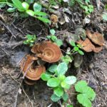 Mushrooms on the Wonderland Trail