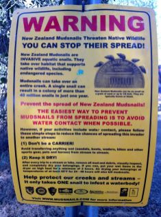 New Zealand Mudsnail Warning