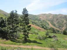 Odd pine trees on the Fenceline Trail