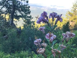 Remarkable wildflowers on the Black Butte Trail