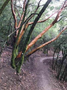 Smooth tree trunks on the Mt Umunhum Trail