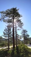 Towering Pines