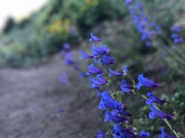 Wildflowers on Black Butte