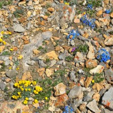 Wildflowers at nearly 14,000 feet