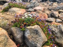 Assorted wildflowers on the summit of Mt Bachelor