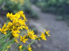 Yellow wildflowers on the Black Butte Trail